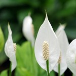 スパティフィラム