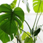 モンステラ